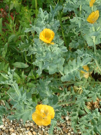 Plants that have stood up to the summer - Gravel Garden