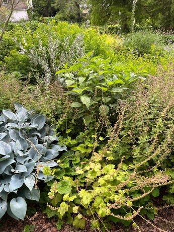 Weekly catch up with garden and propagation