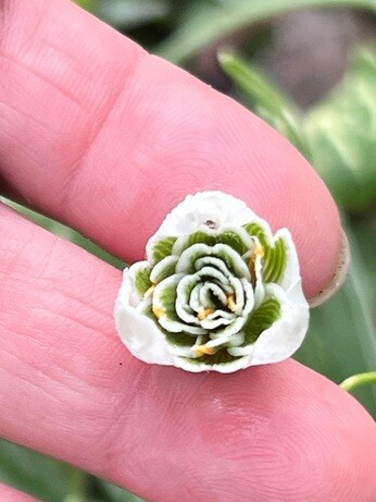 Weekly catch up with garden & propagation