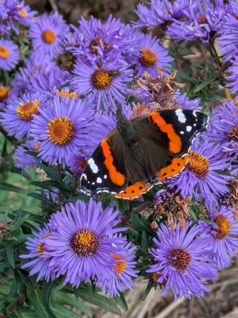 Weekly catch up with garden & propagation