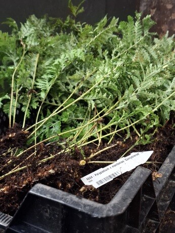 Weekly catch up with garden & propagation