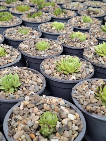 Weekly catch up with garden and propagation Weekly catch up with garden and propagation