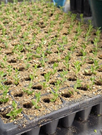 Weekly catch up with garden and propagation