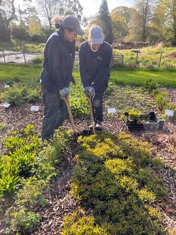 Rejuvenating a Tired Garden Border