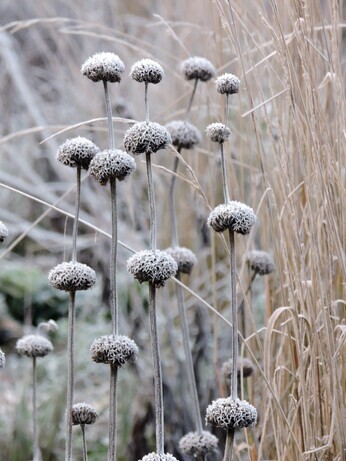 Structure in the winter garden