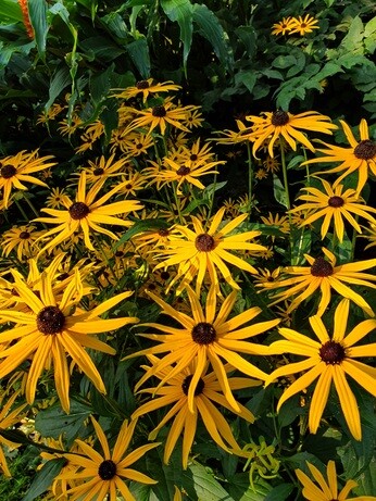 Top 10 Moisture-Loving Plants