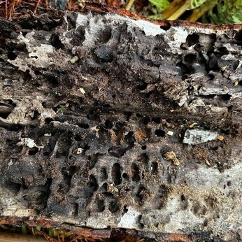 Wild Words from the Ground - December/January