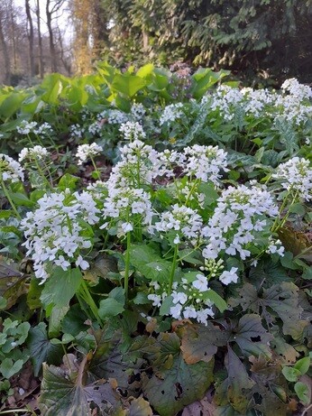 Weekly catch up with gardens & propagation