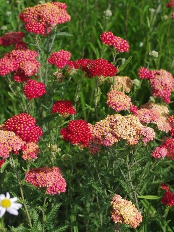 Gardening Dilemmas - Part 3 Gardening Dilemmas - Part 3