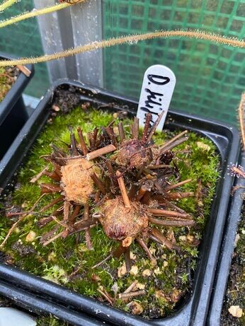 Winter propagation-carnivorous plants