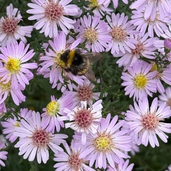 Wild Words from the Ground - October Wild Words from the Ground - October