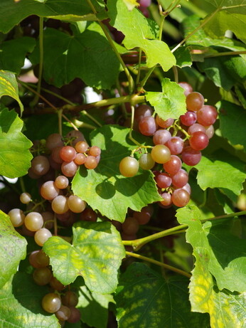 Plants that have stood up to the summer - Reservoir Garden