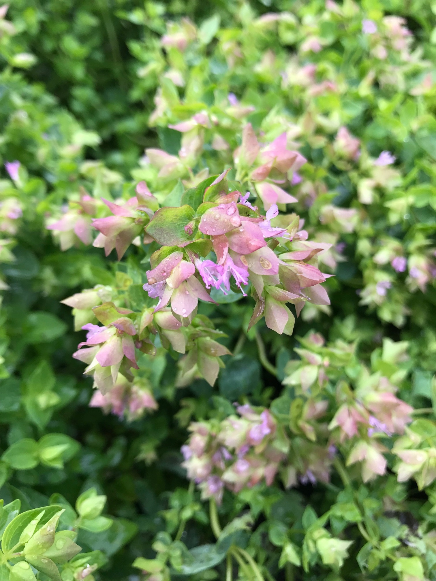 Perennials and tender plants for gorgeous seasonal container displays