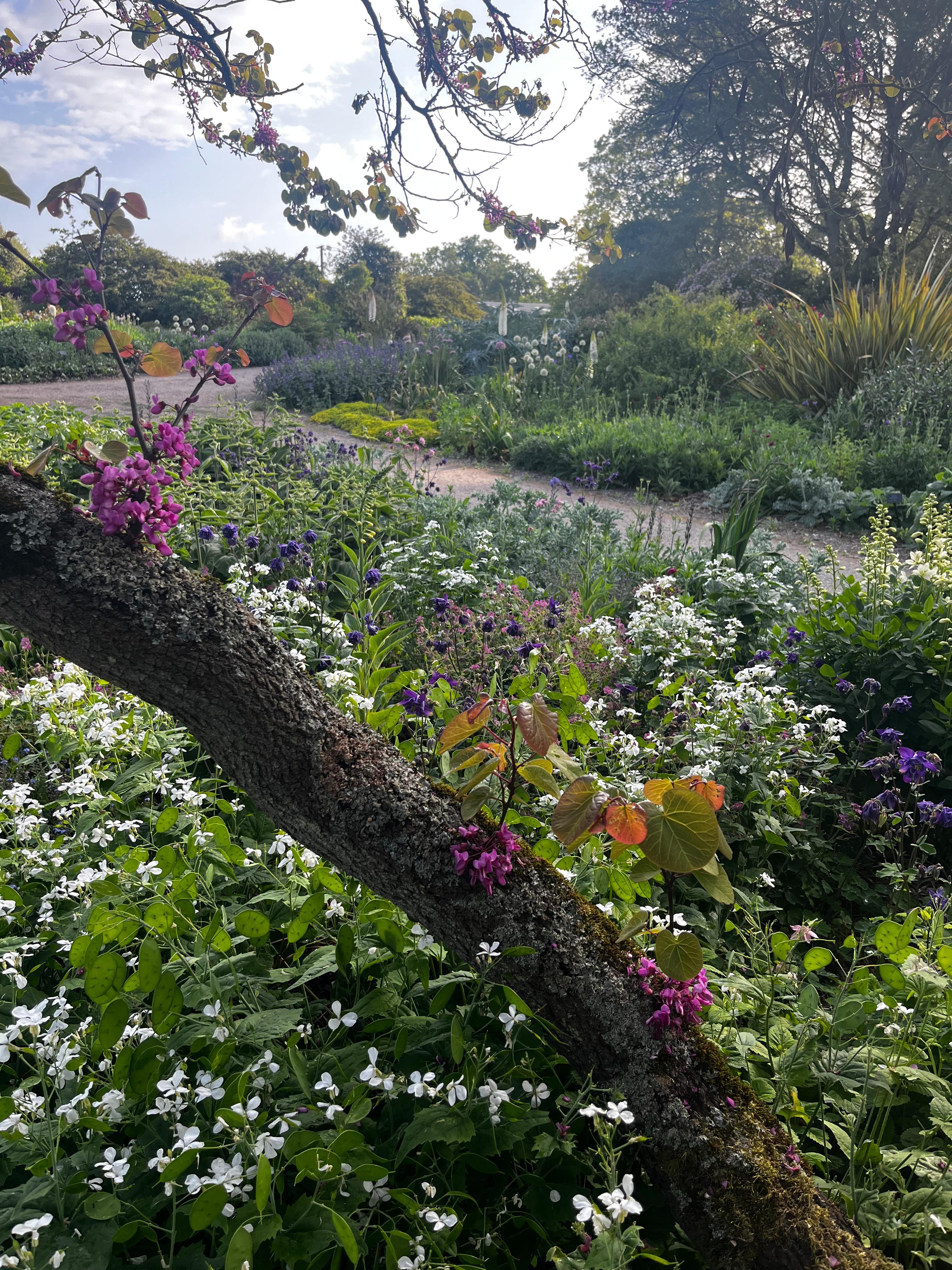 Weekly catch up with garden and propagation