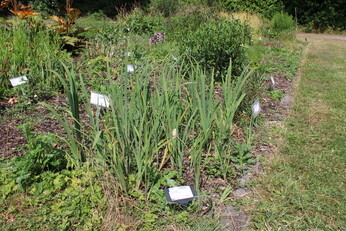 Plant Strategies in the Stock Beds Plant Strategies in the Stock Beds