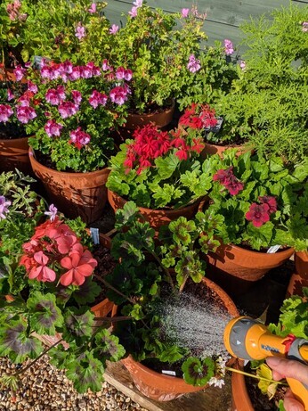 Weekly catch up with garden and propagation