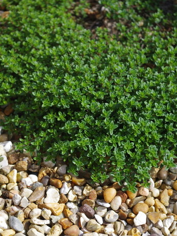 Easy evergreens for winter interest
