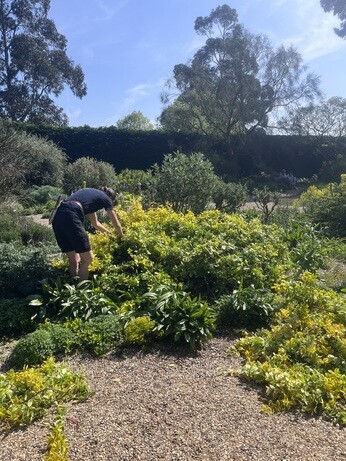 Weekly catch up with gardens & propagation Weekly catch up with gardens & propagation