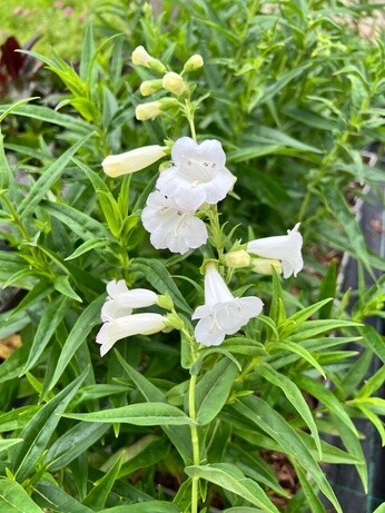 Weekly catch up with garden & propagation