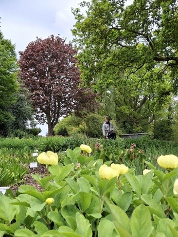 Weekly catch up with gardens & propagation Weekly catch up with gardens & propagation