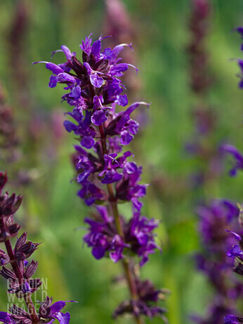 Salvia nemorosa- how to grow and care for