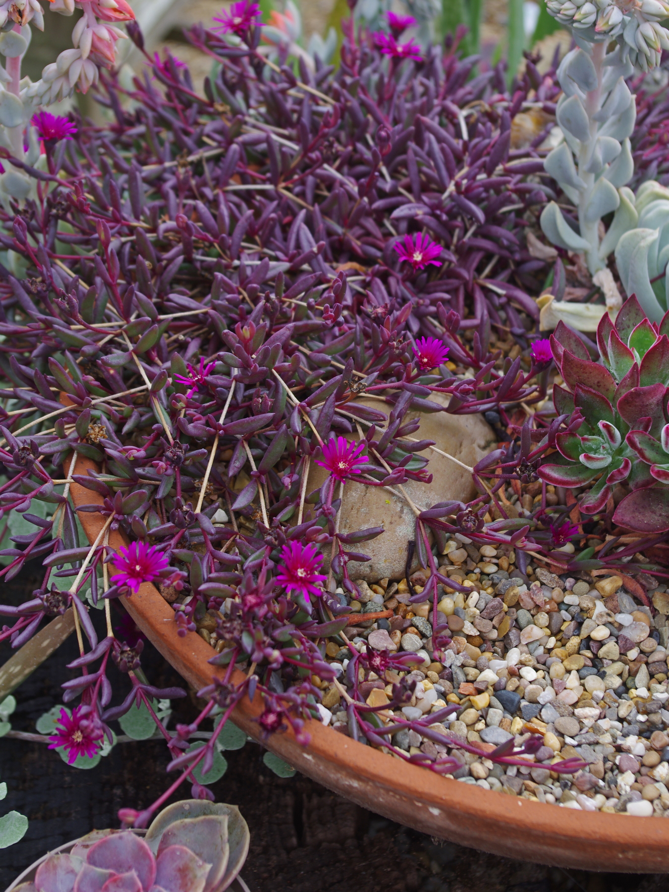 Perennials and tender plants for gorgeous seasonal container displays