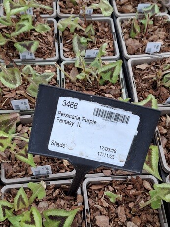 Weekly catch up with garden & propagation