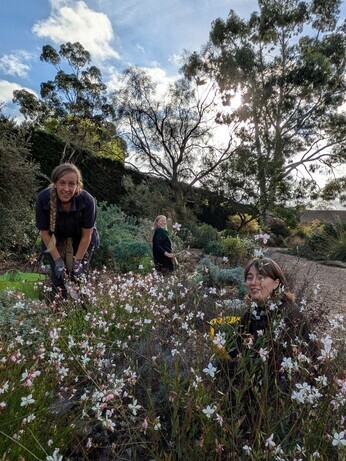 Weekly catch up with garden and propagation Weekly catch up with garden and propagation