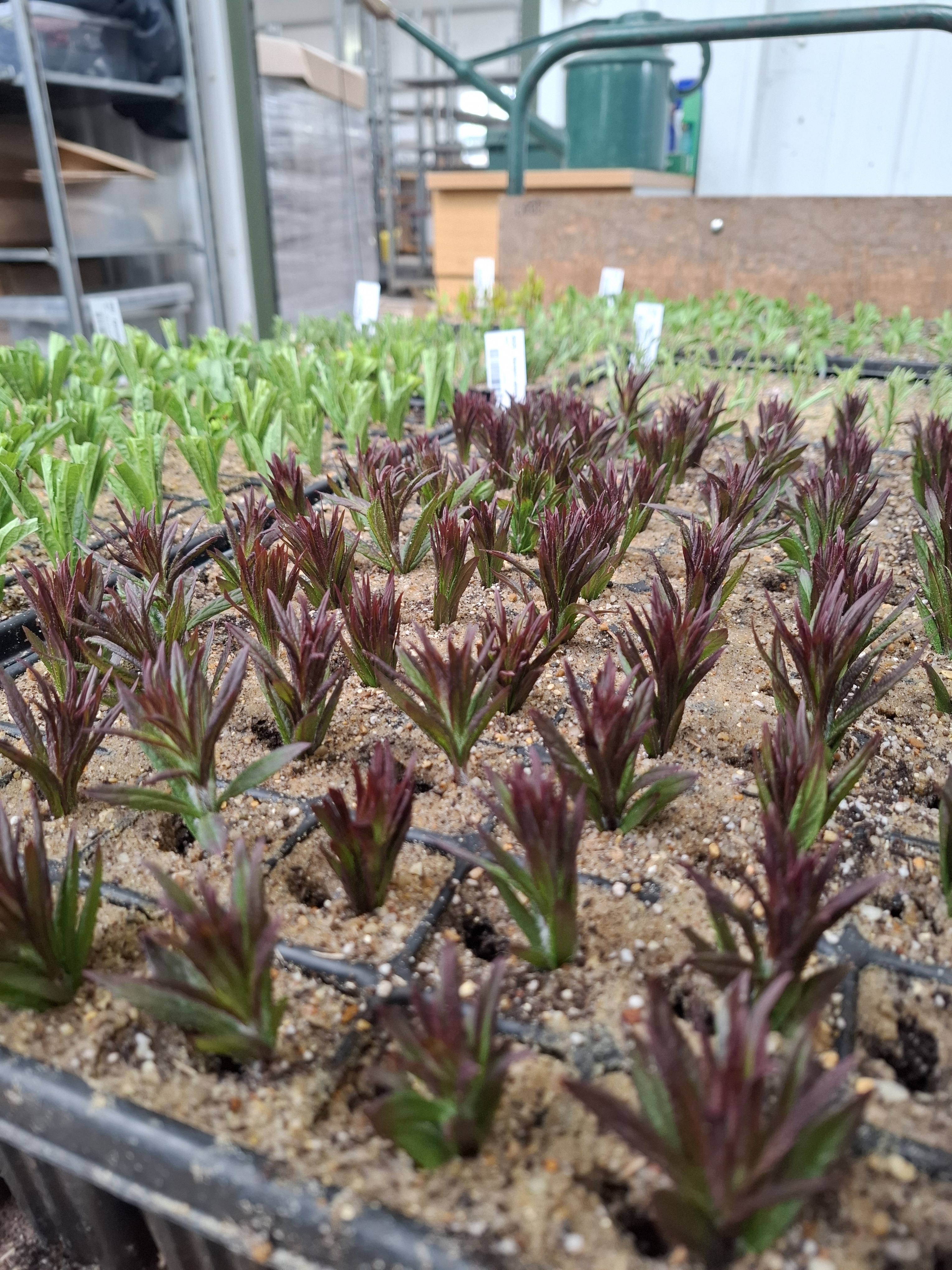 Weekly catch up with garden & propagation