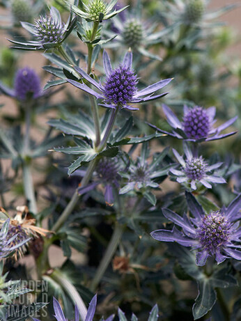 How to grow eryngium (sea holly)