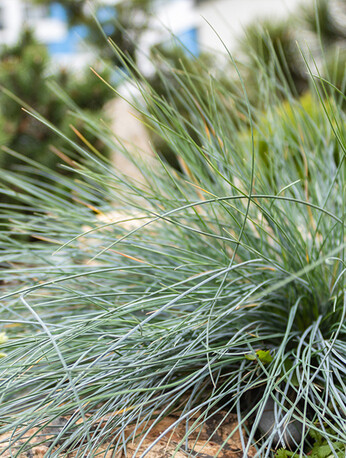 Gardening Dilemmas - Part 3 Gardening Dilemmas - Part 3