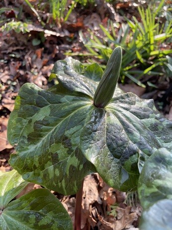 Weekly catch up with gardens & propagation
