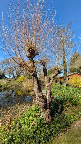 Weekly catch up with garden & propagation Weekly catch up with garden & propagation