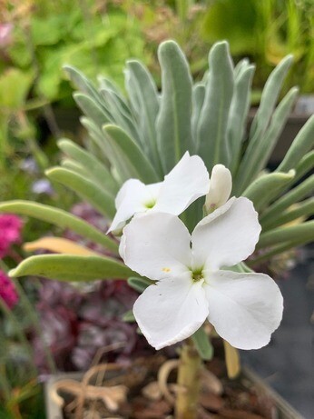 Weekly catch up with garden & propagation