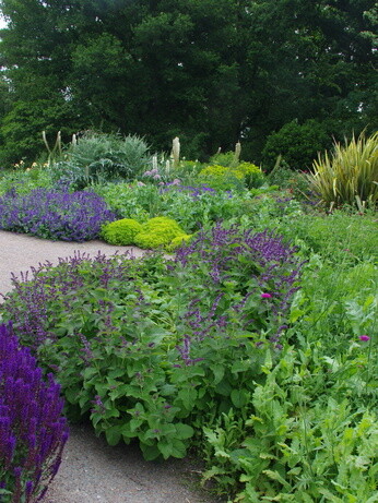 Plants that have stood up to the summer - Reservoir Garden