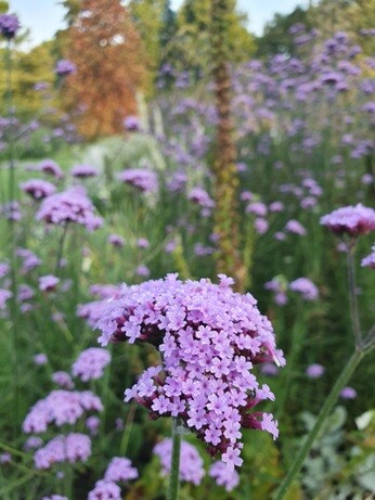 What's still in flower in October?