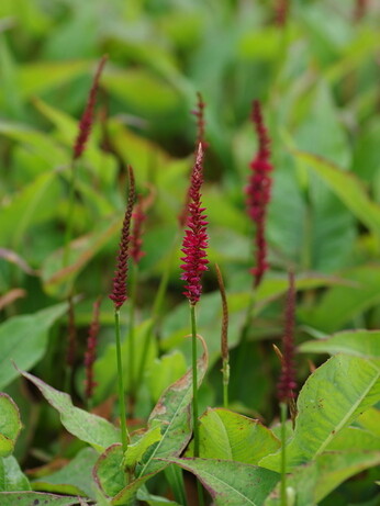 Astilbe - how to grow and care for Astilbe - how to grow and care for