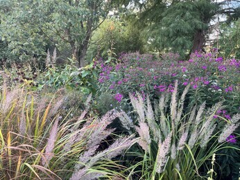 Ornamental Grasses for Autumnal Interest