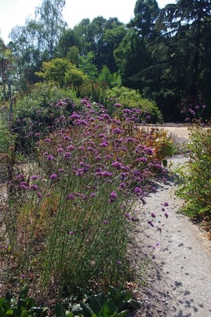 How summer heat has affected the plants How summer heat has affected the plants