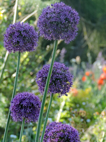 Weekly catch up with garden & propagation