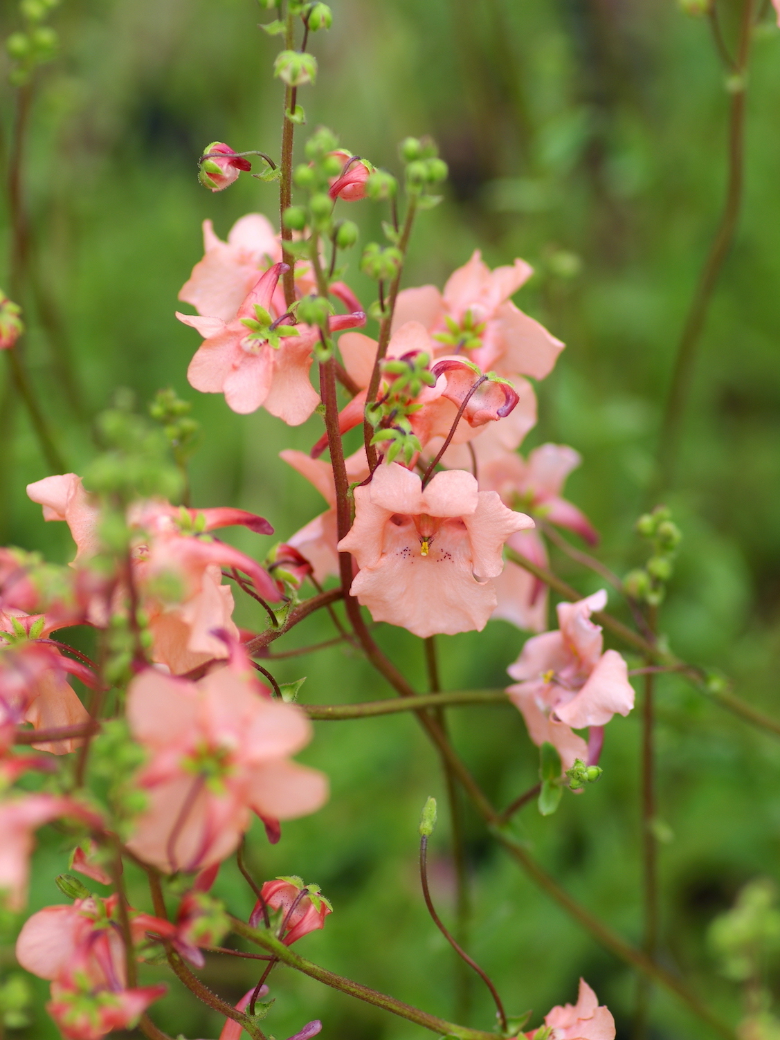 Perennials and tender plants for gorgeous seasonal container displays