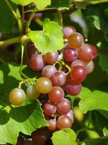 Weekly catch up with garden & propagation Weekly catch up with garden & propagation