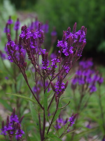 Verbena- How to Grow and Care for