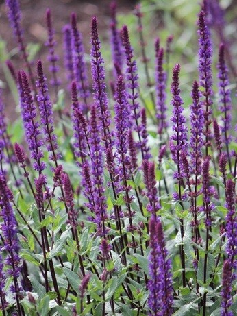 Salvia nemorosa- how to grow and care for