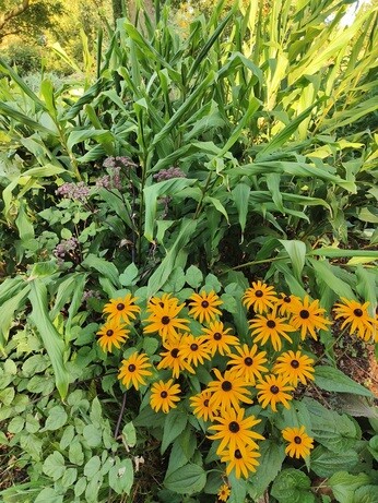 Weekly catchup with garden and propagation Weekly catchup with garden and propagation