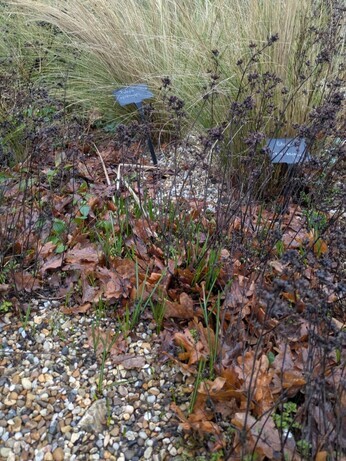 Weekly catch up with garden & propagation