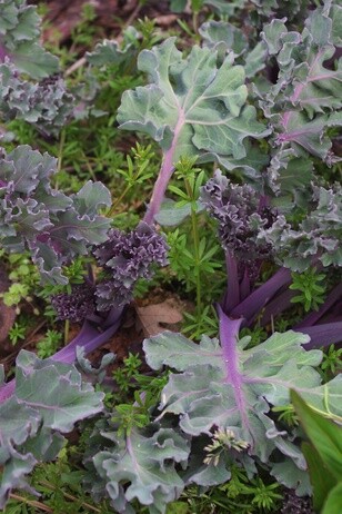 Plants that have stood up to the summer - Gravel Garden