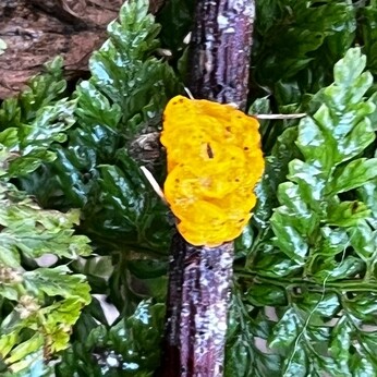 Wild Words from the Ground - November