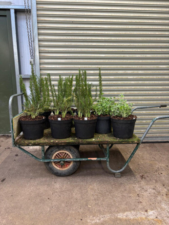 Weekly catch up with garden & propagation