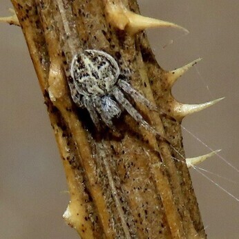 Wildlife at the heart of the City:  the Beth Chatto Meanwhile Garden   